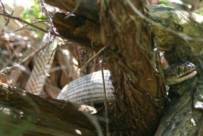 Western Coachwhip