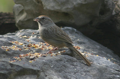 Rufous-crowned Sparrow