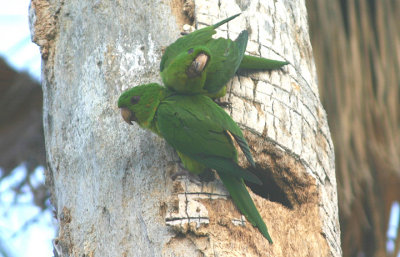 Green Parakeets; exotic