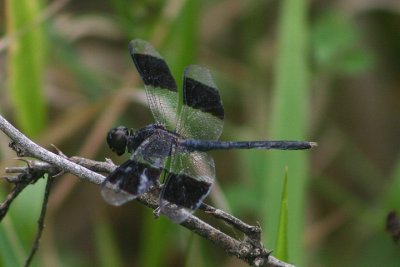 Erythrodiplax umbrata; Band-winged Dragonlet; male