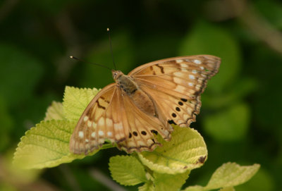 Asterocampa clyton; Tawny Emperor; female