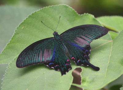 Papilio bianor (Chinese Peacock)