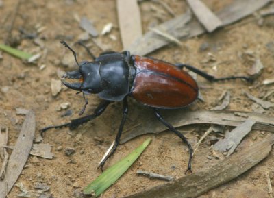 Neolucanus swinhoei (Taiwan Stag Beetle); Endemic