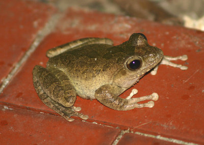 Buergeri robusta (Brown Tree Frog)