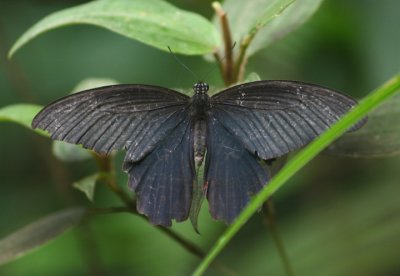 Papilio protenor (The Spangle Swallowtail)