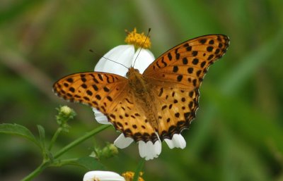 Argyreus hyperbius (Indian Fritillary); male