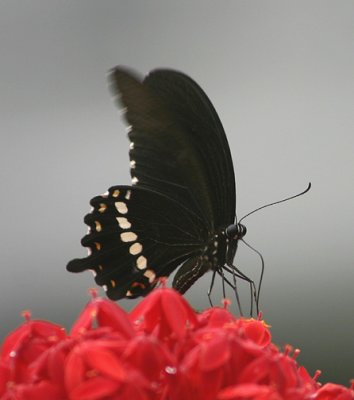 Papilio polytes (Common Mormon)