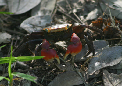 Mangrove Crab