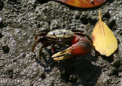 Fiddler Crab