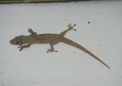 Hemidactylus frenatus (Asian House Gecko)