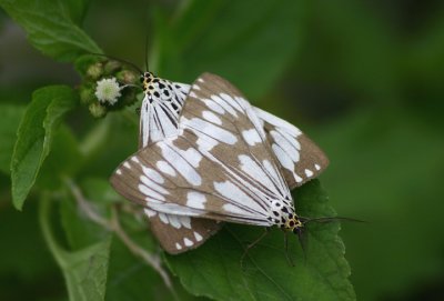 Nyctemera adversata (no common name)