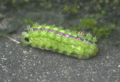 Unknown caterpillar