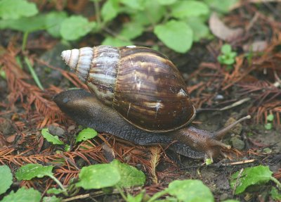 Achatina fulica (East African Land Snail); Exotic