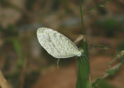 Leptosia nina niobe (Psyche Butterfly)