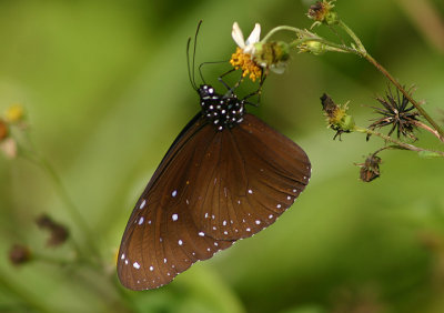 Euploea mulciber barsine (Striped Blue Crow)