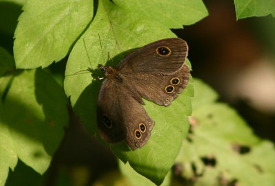 Ypthima baldus zodina (Common Five-ring)