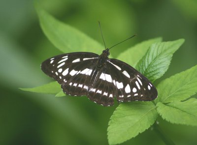  Limenitis sulpitia tricula (no common name)