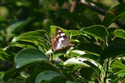 Chitoria chrysolora (no common name)