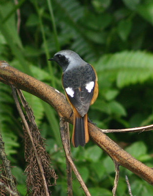 Daurian Redstart;  male