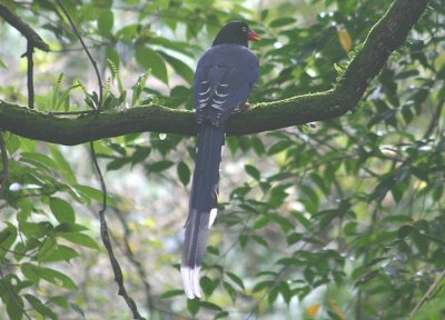 Taiwan Blue Magpie; Endemic