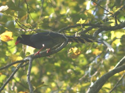 Taiwan Blue Magpie; Endemic