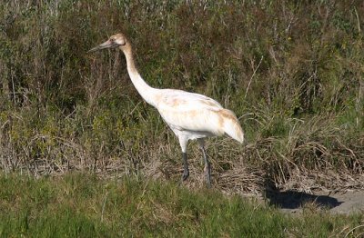 Whooping Crane; Juvenile