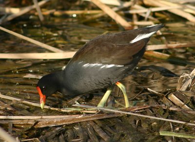 Common Gallinule; breeding