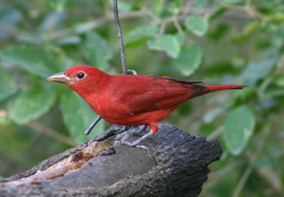 Summer Tanager; male