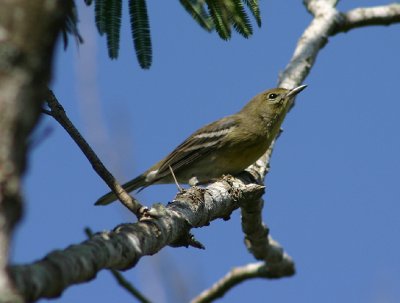 Pine Warbler; female