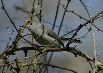 Blue-gray Gnatcatcher; basic