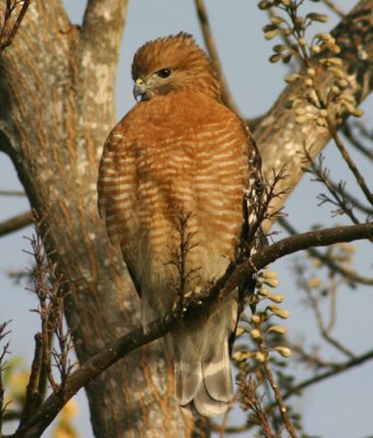 Red-shouldered Hawk