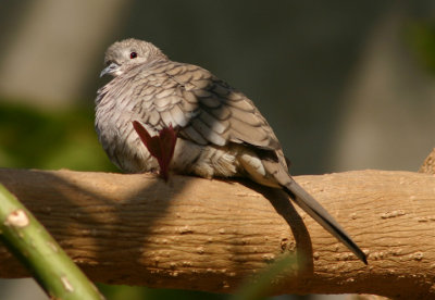 Inca Dove