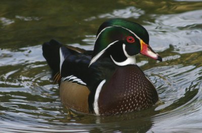 Wood Duck; male