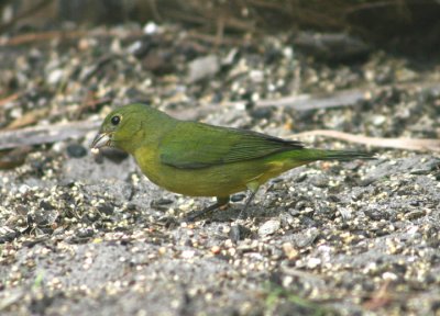 Painted Bunting; female