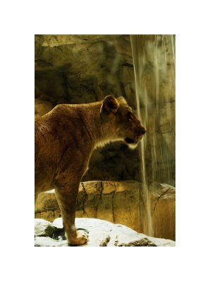 Lion Habitat at MGM Grand