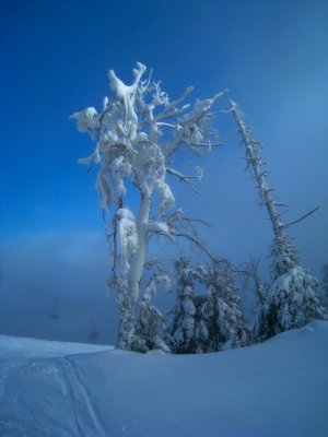 Snow Tree 