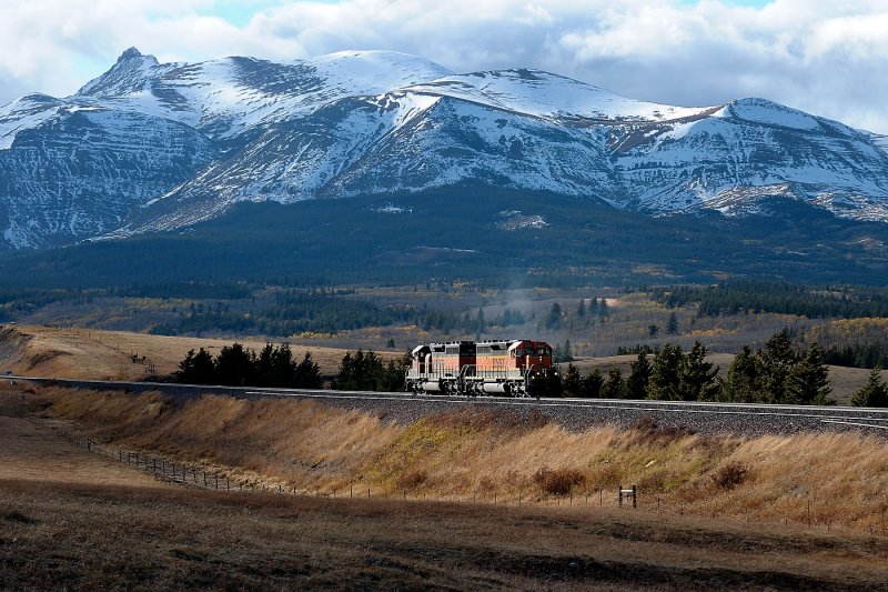 Grizzly, MT