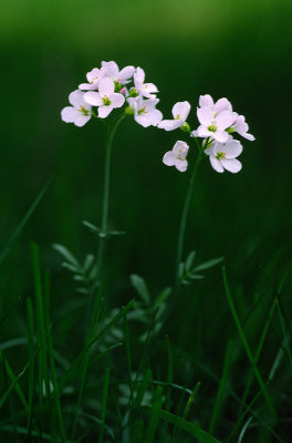 White Flowers