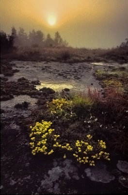 Early Morning Mist