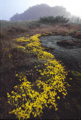 Yellow Flowers in the Early Mist