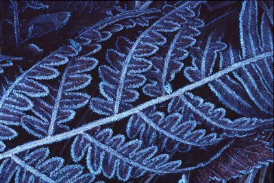 Frosty Leaf