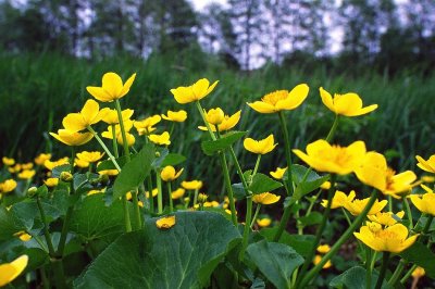 Yellow Flowers