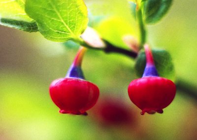 Red Berries