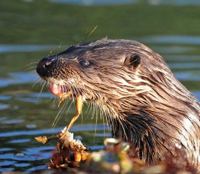 otters