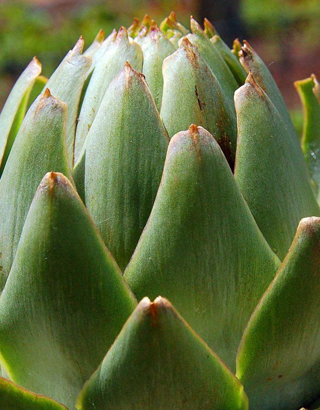 artichoke-6.jpg