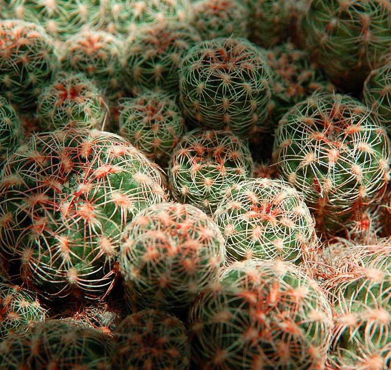 cactus-buttons.jpg