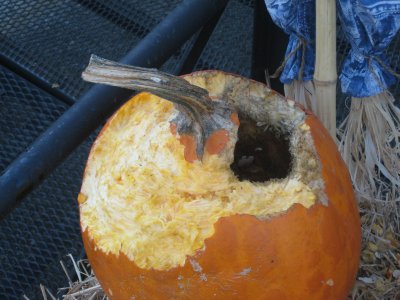 Eaten pumpkin 1.jpg