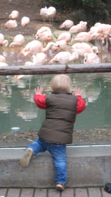 Philip and flamingos.jpg