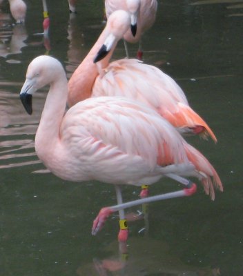 flamingo standing.jpg