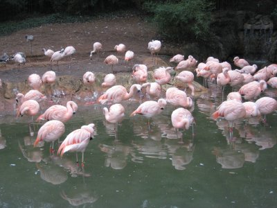 flamingos.jpg
